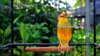 Canary song for mating training of beautiful Belgian canaries 137 [upl. by Ecirpac273]