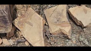 Glossopteris fossilized leaf discovery [upl. by Ruff]