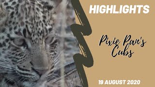 Highlights Pridelands  Pixie Pans Leopard Cubs 19 August 2020 [upl. by Atinuj]