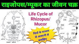 life cycle of rhizopus  rhizopus bsc 1st year  mucor fungi life cycle  rhizopusmucor diagram [upl. by Xanthe]