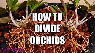 How to propagate Orchids through divisions  Simple guide for beginners [upl. by Vogeley393]