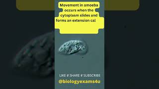 Amoeba in Motion  Amoeboid movement with Pseudopodia amazing [upl. by Wilona]