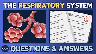 The respiratory system 14  OCR GCSE PE  Exam questions and model answers [upl. by Subak]