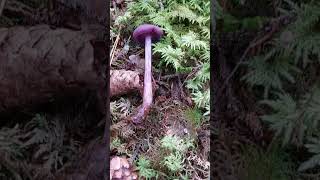 Lakovka ametystová  Laccaria amethystina houbaření hubarcenie mushroomhunting mushrooms [upl. by Catharina]