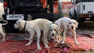 Pakistani Bully Lovers With Their Dogs At Nawanshahr Dog Show Punjab 20 February 2021 [upl. by Canica218]