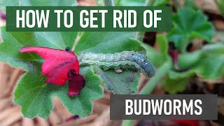 How to Get Rid of Budworms in 4 Easy Steps DIY Ornamental Pest Control [upl. by Aliuqahs]