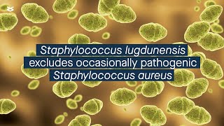 Staphylococcus lugdunensis competitively excludes occasionally pathogenic S aureus [upl. by Cristian]