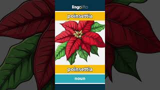 🇬🇧🇫🇷 poinsettia  poinsettia  vocabulary builder  learn English  apprenons langlais [upl. by Cohdwell]