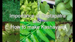 Saptapatra and How to make Kashayam Decotion  Giloy Tippa teega Kashayam  Dr Khadar Vali [upl. by Selig]