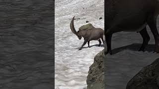 Ein kräftiger Steinbock🫶sucht eine Abkühlung🍀mein Kanal❤️‍🔥Bergwelt Schweiz🇨🇭💫🇨🇭 [upl. by Hsaka]