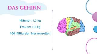 Das Gehirn  Kurzfassung [upl. by Nilat]