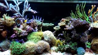 Reef aquarium 500 liters 7 years old [upl. by Eseerehs]