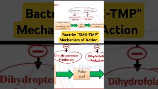 Bactrim SMXTMP Mechanism of Action [upl. by Butterworth]