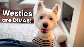 5 things that make Westie Dogs LOVABLE ❤️ [upl. by Ahsilet340]