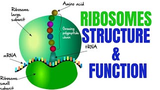 Ribosomes  Ribosomes function and structure [upl. by Anayra760]