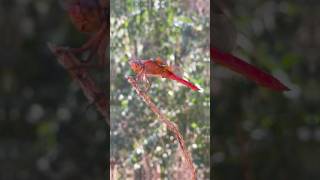 Neon Skimmer Dragonfly natural pest control insects backyard nature odonate predator ecology [upl. by Walliw]