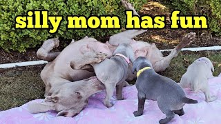 Funny Weimaraner being silly rolling around and playing with her puppies [upl. by Fradin892]