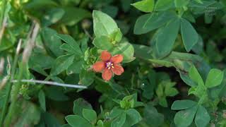 Anagallis arvensis Scarlet pimpernel  tiny flowers [upl. by Biel]