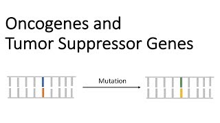 Oncogenes and Tumor Suppressor Genes  Tumor Genetics [upl. by Monney930]