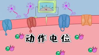 医学漫画  细胞的动作电位、兴奋性和麻醉药 Neuron action potential  physiology [upl. by Linea]