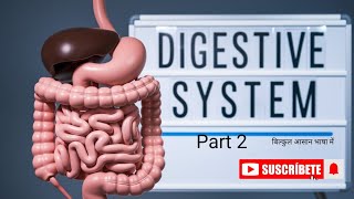 The Incredible Science of Your Digestive System Part 2 [upl. by Leff310]