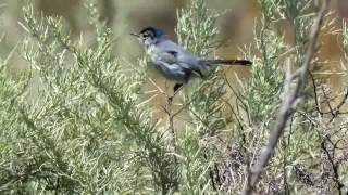 California Gnatcatcher  White Point Nature Preserve  Apr 30 2017 [upl. by Hadsall]