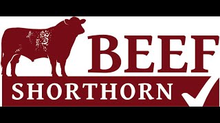 Beef Shorthorn Judging at Stirling Bull Sales on Sunday 20th October 24 [upl. by Pare]