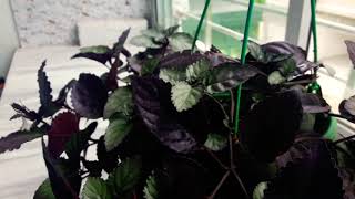 How to Grow amp Care of Red IvyHemigraphis alternate Red flame Ivy [upl. by Zsazsa281]