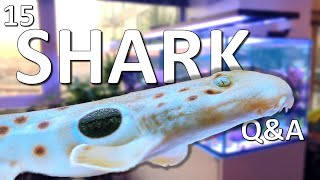 15 Saltwater Aquarium Shark Questions and Answers [upl. by Gunar]