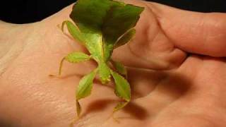 Leaf Insect Walking [upl. by Nevil]