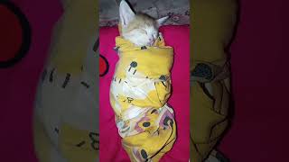 เด็กติดผ้าต้องพันถึงจะนอนcat catvideos catlover pets แมวเด็ก [upl. by Luapnaes]