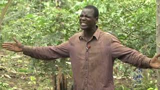 UCDA Features Nurturing a New Breed of Coffee Farmers in Northern Uganda [upl. by Neltiac]