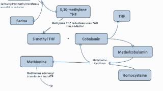 Methyl Trap of Homocysteine Cycle  Folate and B12 [upl. by Didier]