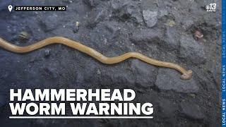 Missouri Department of Conservation raises alarm over harmful hammerhead worms [upl. by Ahseiuqal424]