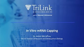 In Vitro mRNA Capping [upl. by Ahsael]