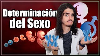 ¿POR QUÉ somos DIFERENTES La sorprendente ciencia detrás de la DETERMINACIÓN SEXUAL 😦 [upl. by Sema]