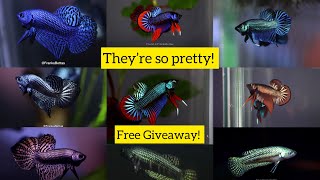 The most beautiful wild betta variation and types compilation  FranksBettas [upl. by Eanehs]