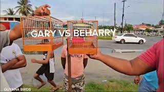 GARY VS BEHARRY TOWA TOWA BIRD RACE IN ESSEQUIBO 🇬🇾 [upl. by Ynabe]