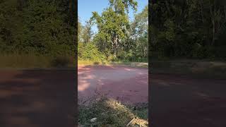 Pink water tiger territory Phato zoneCorbett tiger jimcorbett jungle viralvideo trend fire [upl. by Amir]