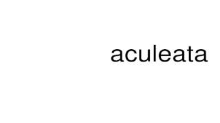 How to pronounce aculeata [upl. by Dominik]