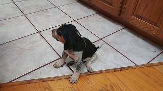 Precious baby BLUETICK COONHOUND PUPPY DOG at 4 weeks [upl. by Amund]