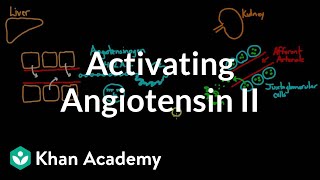 Activating angiotensin 2  Renal system physiology  NCLEXRN  Khan Academy [upl. by Bunow]