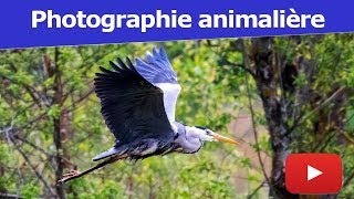 Photographier un oiseau en vol avec Alexandre  Coaching Photo S01E02 [upl. by Akimert]