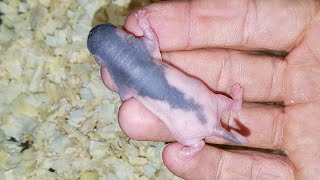 Rat Breeding Update  First Babies [upl. by Bihas]