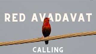 Red Avadavat call [upl. by Ariaz]