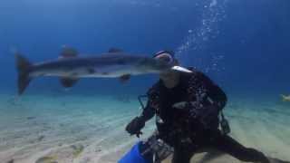 CAPT SLATES CREATURE FEATURE DIVE KEY LARGO FLORIDA [upl. by Johnnie]