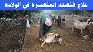 كيف تلد النعجه المتعسره ومتي يجب علي الراعي التدخلTreatment of dystocia in sheep [upl. by Yerdua]