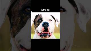 Overbred Bulldog toadsline bulldog 🐾 Thank u 2 whoevers sound I used  overbred bulldog [upl. by Klos]