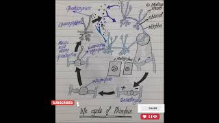 Life cycle of rhizopus [upl. by Jehu]