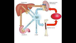 Blood Physiology Iron absorption amp Metabolism شرح مهم فسيولوجي [upl. by Aehsan425]